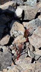 Claytonia multiscapa pacifica