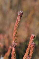 Sorocephalus lanatus