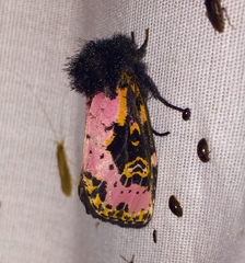 Xanthopastis regnatrix