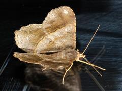 Chiasmia feraliata
