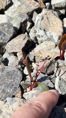 Claytonia multiscapa pacifica