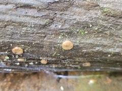 Adelphella babingtonii