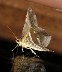 Chiasmia feraliata