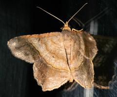 Chiasmia feraliata
