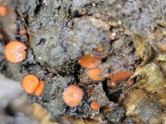 Scutellinia vitreola