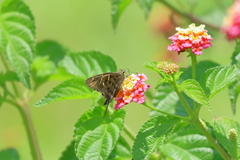 Thorybes dorantes dorantes