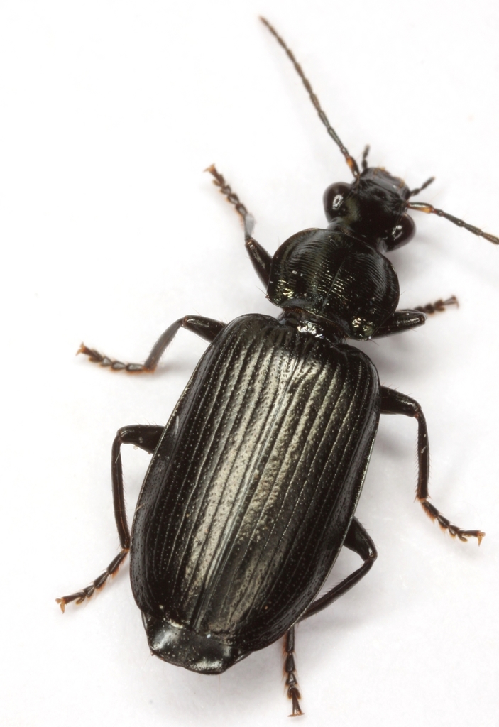 Calleida punctulata