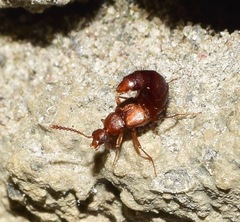 Staphylinidae
