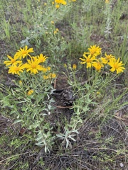 Heterotheca zionensis
