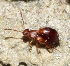 Staphylinidae