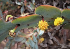 Acacia glaucoptera