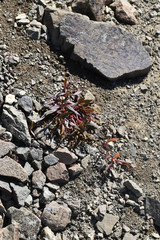 Claytonia multiscapa pacifica