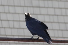Corvus corax