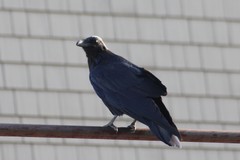 Corvus corax