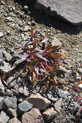 Claytonia multiscapa pacifica