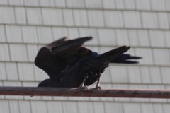 Corvus corax