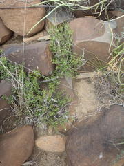 Monechma spartioides