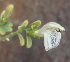 Monechma spartioides