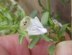 Monechma spartioides