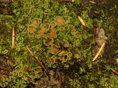 Psoroma hypnorum