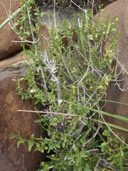 Monechma spartioides