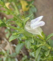 Monechma spartioides