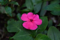 Impatiens walleriana