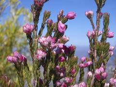 Erica affinis