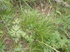 Carex pediformis macroura