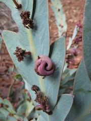 Acacia glaucoptera