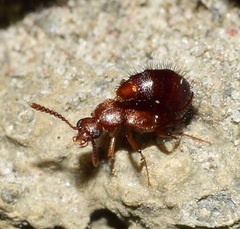 Staphylinidae