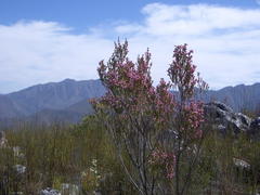 Erica affinis