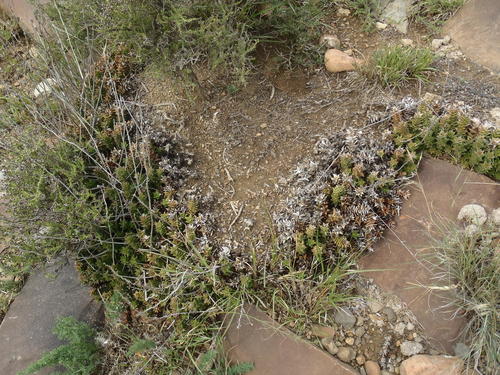 Haworthia foliolosa (Haw.) Haw. 3