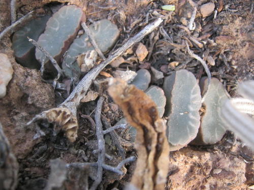 Haworthia truncata Schönland 3