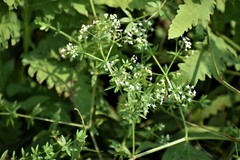 Galium asprellum
