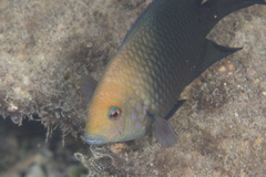 Hemiglyphidodon plagiometopon