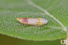 Graphocephala aurora