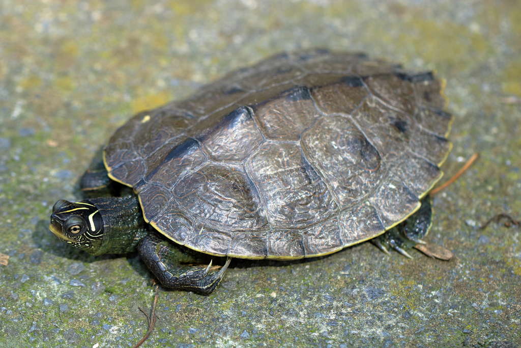 Graptemys pseudogeographica pseudogeographica (Madeira eingeführte ...