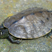 Northern False Map Turtle - Photo (c) Esaú Valdenegro-Brito, some rights reserved (CC BY-NC-SA), uploaded by Esaú Valdenegro-Brito