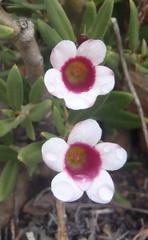 Pachypodium bispinosum