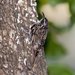 Bar-tailed Treecreeper - Photo (c) Allan Hopkins, some rights reserved (CC BY-NC-ND)