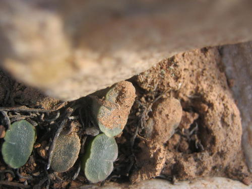 Haworthia truncata