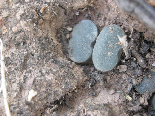 Haworthia truncata