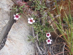 Pachypodium bispinosum