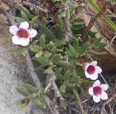 Pachypodium bispinosum