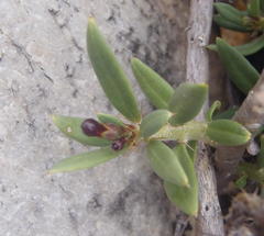 Pachypodium bispinosum