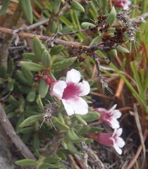 Pachypodium bispinosum