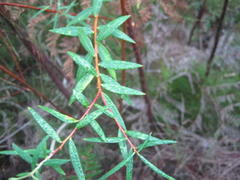 Empleurum unicapsulare