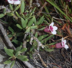 Pachypodium bispinosum