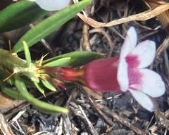 Pachypodium bispinosum
